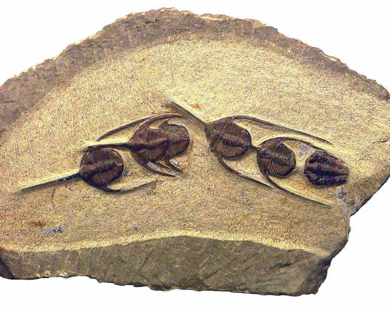 Image of a migratory line of Ampyx preiscus trilobites with a flexicalymene also in tow.  Image by Rama  (CC-by-SA-3.0).
