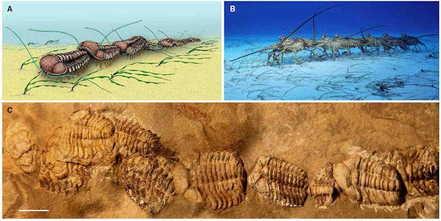 Figure 2 from Blazejowski showing a reconstruction of Trimerocephalus chopini in a queue, a short migratory queue of spiny lobsters, and an example of T. chopini queue used in the research