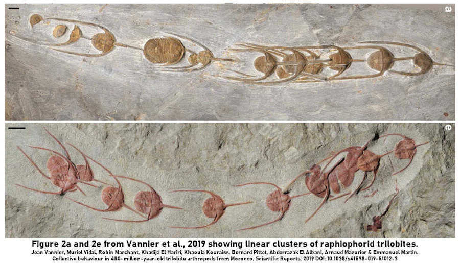 linear clusters of the trilobite Ampyx priscus from the Lower Ordovician of Morocco