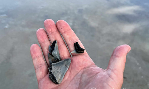 Amelia Island Shark Tooth Collecting