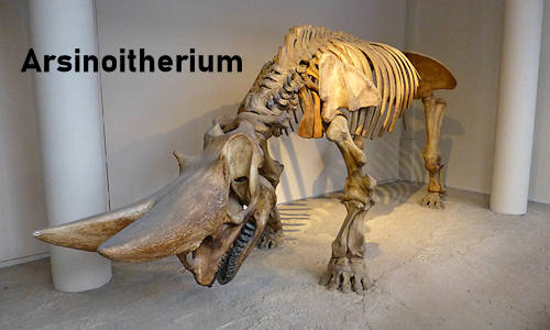 Arsinoitherium - Twin Horned Mammal Gallery