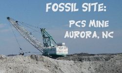 Aurora North Carolina Fossil Page