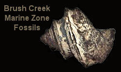 Brush Creek Fossil Identification