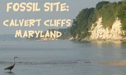 Calvert Cliffs Fossil Hunting Site