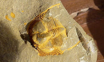 Cryptolithus Trilobite Gallery