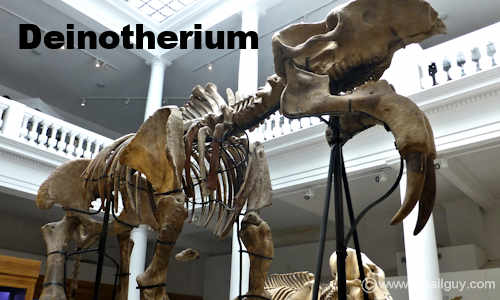 Deinotherium Gallery