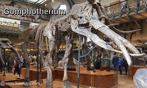 Gomphotherium