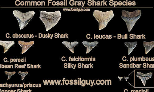 Carcharhinus facts and fossil tooth identification guide