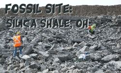 Sylvania Ohio Fossil Sites