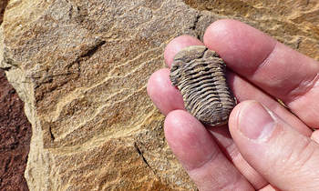 Fossil Identification for Lost River