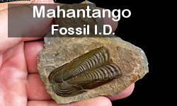 Fossil identification for the Mahantango Formation