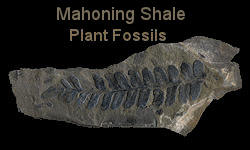 Fern Fossil Identification