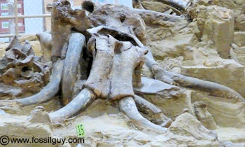 mammoth site, south dakota