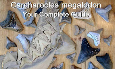 Megalodon Facts and Information