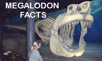 Megalodon Shark Facts