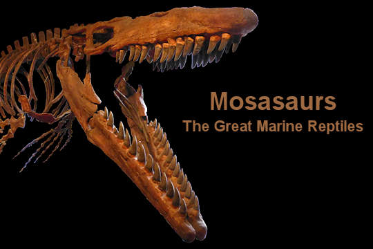Mosasaur Facts