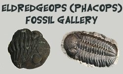 Eldredgeops (Phacops) Facts and Information