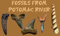 Potomac River Fossil Identification