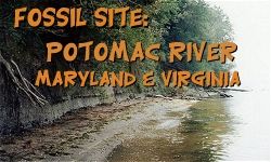 Potomac River Fossil Hunting