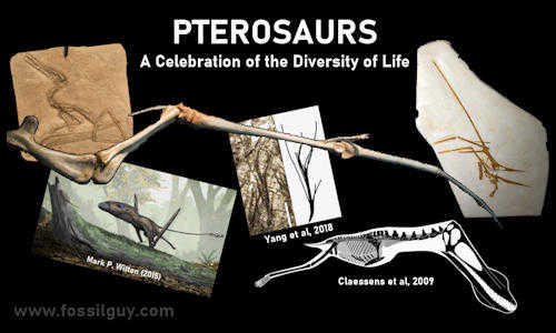 Pterosaur Gallery