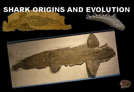 Shark Origins and Evolution