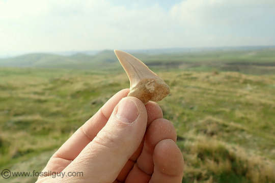 Shark Tooth Hill Fossi Site