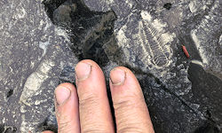 Triarthrus Trilobite Fossil Hunt