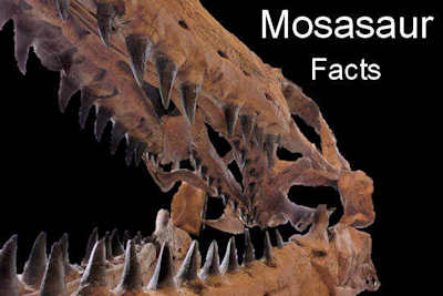 What is a Fossil?