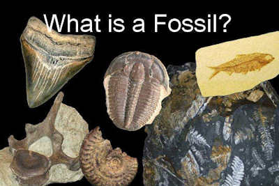 Florida Fossil Identification Chart