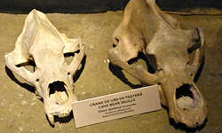 Cave Bear Facts