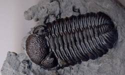 Eldredgeops (Phacops) Trilobite Facts
