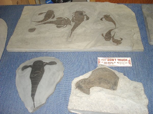 Here is a sample of Eurypterid fossils on display at Langs Quarry.