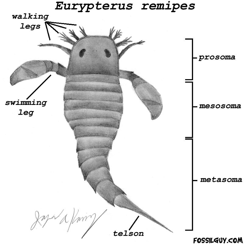 sea scorpion fossil diagram - eurypterid