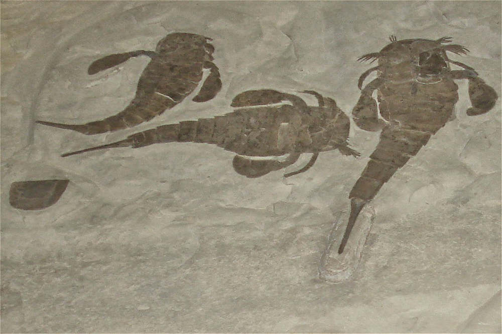 Eurypterids: Facts about the New York State Fossil