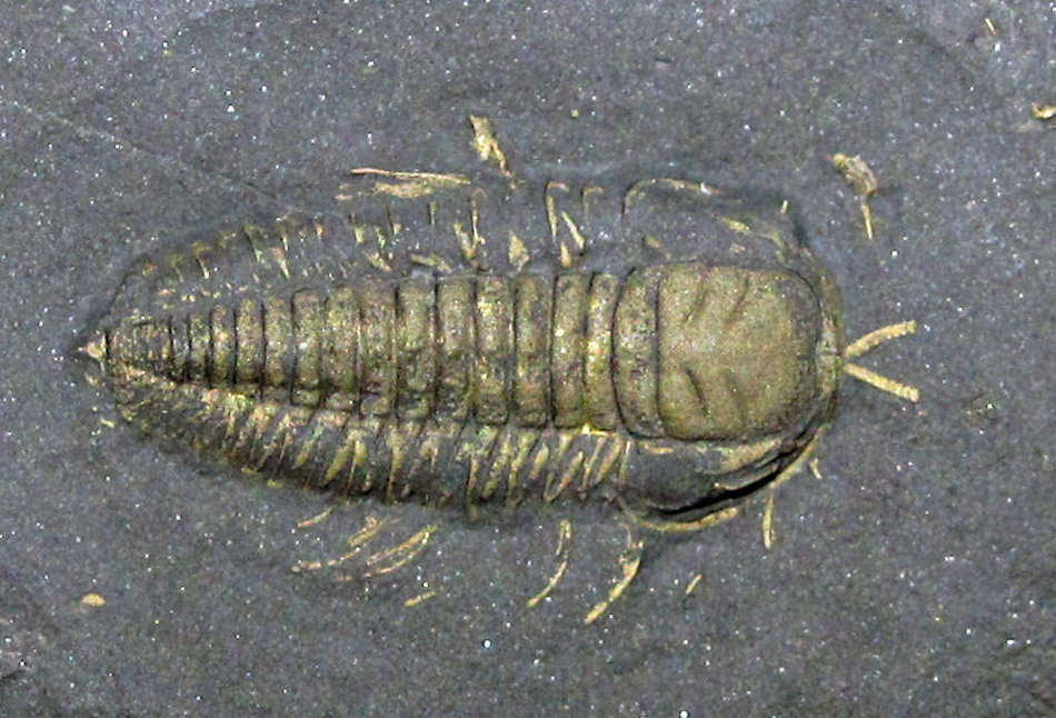 Triarthrus trilobite from beechers trilobite bed.
The appendages are preserved