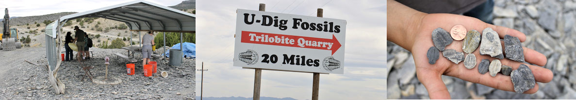 U Dig quarry - an easy place to find Agnostid Trilobites