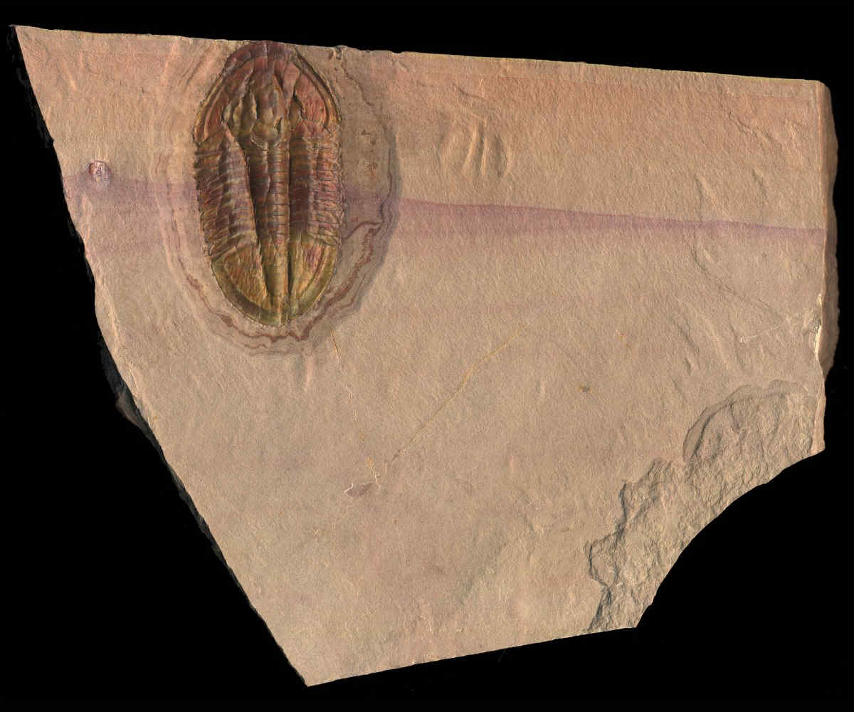 ASAPHISCUS WHEELERI