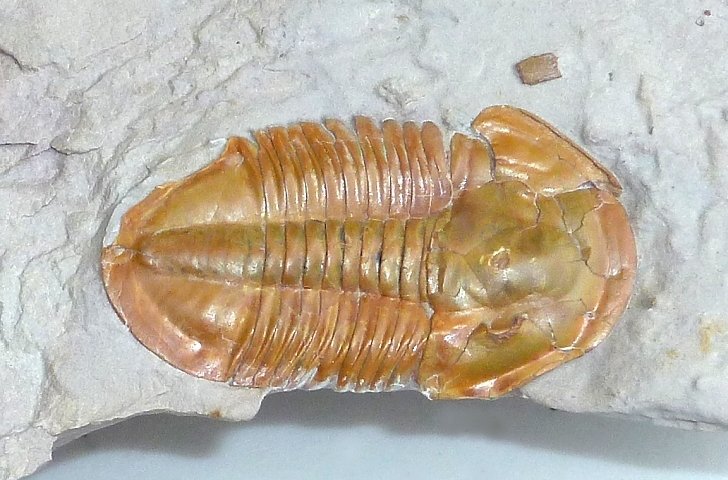 Asaphiscus wheeleri trilobite fossil from Utah