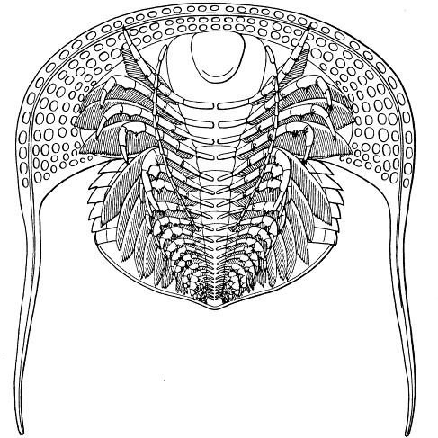 Cryptolithus tessellatus trilobite restoration of appendages, showing the soft body parts that rarely preserve.