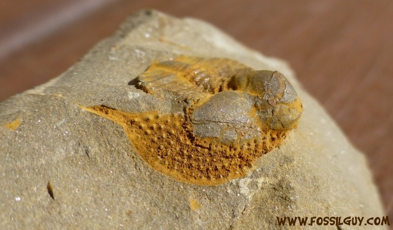 Beautiful cryptolithus trilobite fossil, showing the lace collar. Fossils found at Swatara Gap, Pennsylvania