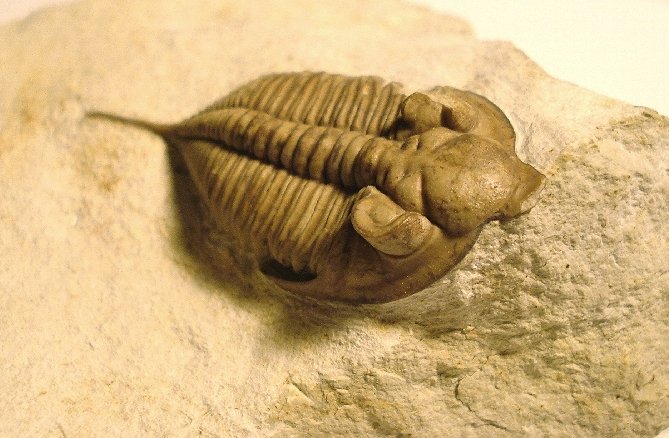 Huntonia lingulifer fossil trilobite from Oklahoma