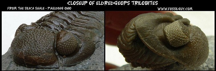 closeup of fossil trilobite eyes showing the lenses
