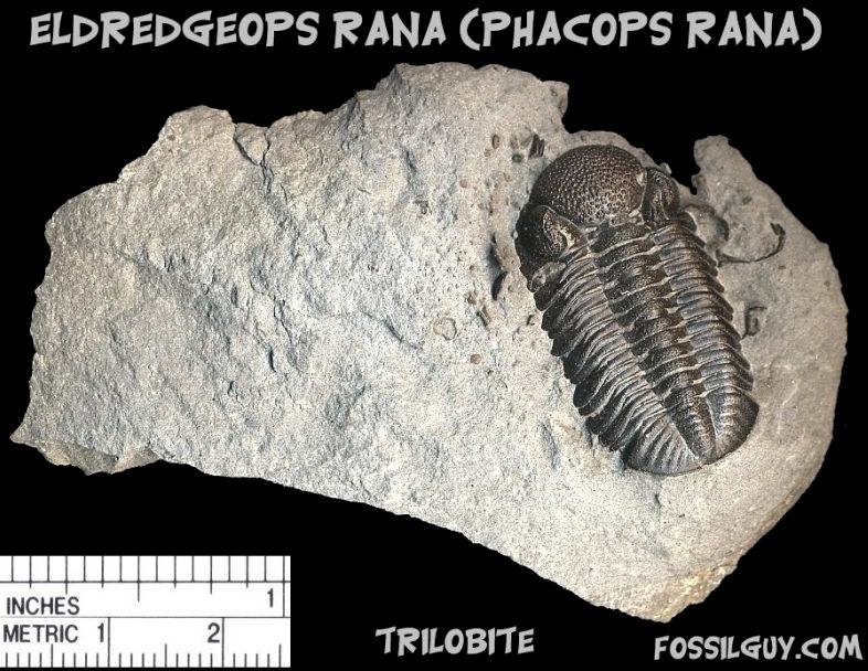 Eldredeaops (Phacops) rana Trilobite from New York: Trilobite Facts