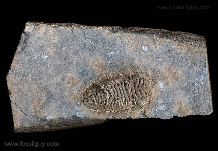Beautiful Triarthrus eatoni trilobite fossil from New York