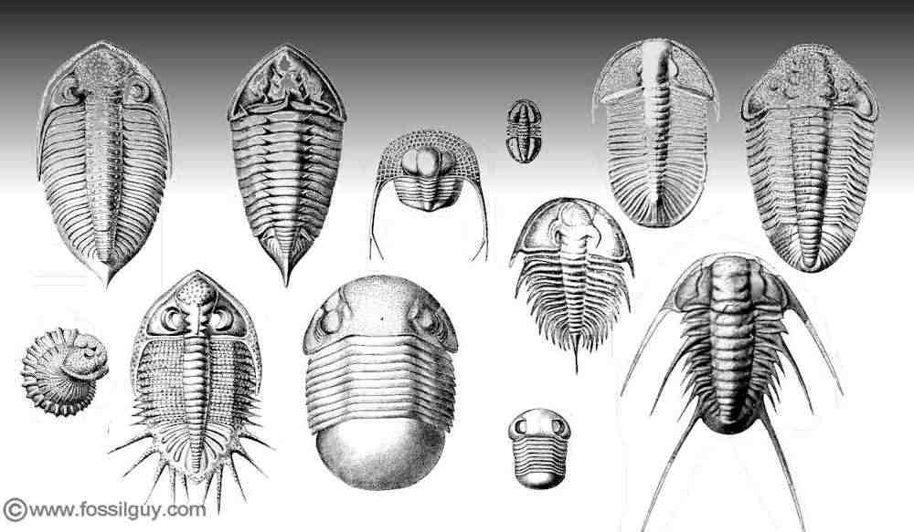Facts, Information, Types of Trilobites