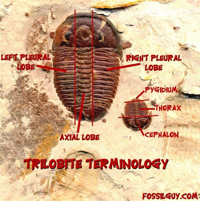 Three Cryptolithus trilobites from Swatara Gap, in Central Pennsylvania