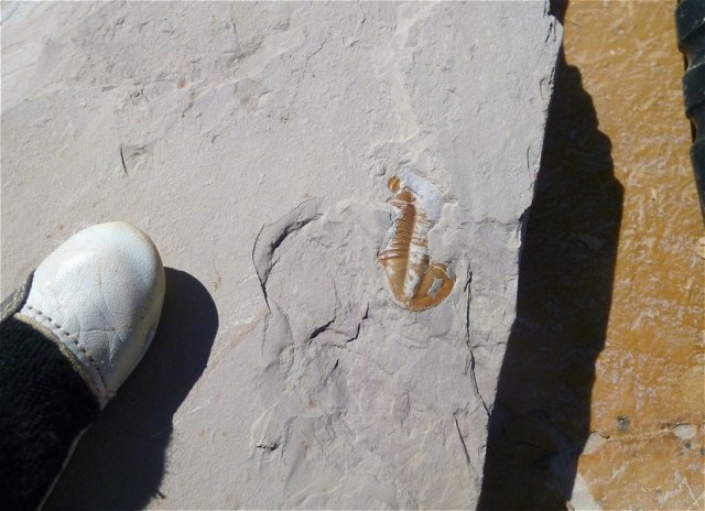Where to Find Fossil Trilobites