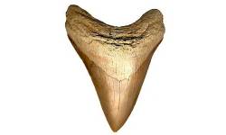 Megalodon Facts
