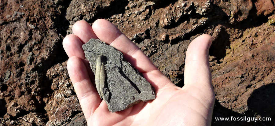 Fossil Olive Leaf from Santorini