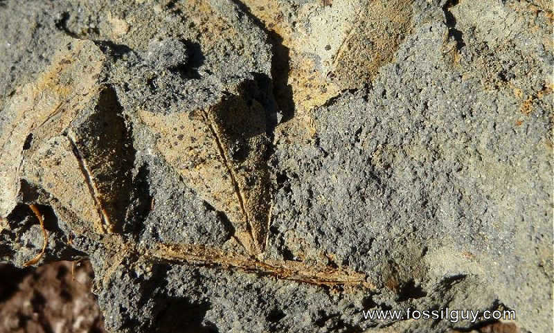 A closer view of part of the olive fossl, showing a stem fragment